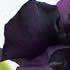 Black Lace Iris