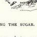 Sugar-Making In Louisiana