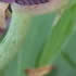 Black Lace Iris