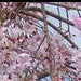 Japanese Weeping Cherry Blossoms