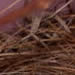 Finch nest