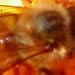 Honey Bee on Rose