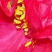 Camellias