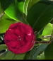 Red Camellias