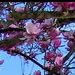 PINK Japanese Magnolia