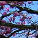 PINK Japanese Magnolia