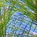 long-leaf pine