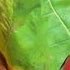 American Sycamore Leaf